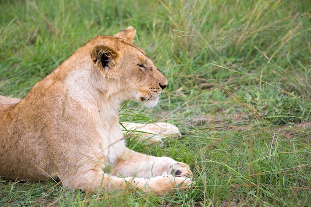 Os leões descansam na grama da savana