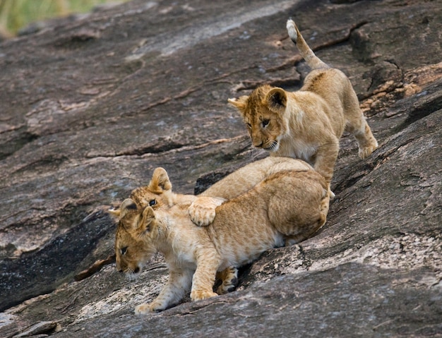 Os leões estão jogando entre si. Savana. Parque Nacional. Quênia. Tanzânia. Masai Mara. Serengeti.