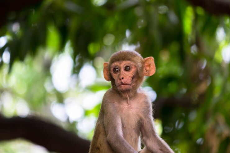 Foto os macacos rhesus são familiares primatas ou macacos marrons ou macaca ou mullata