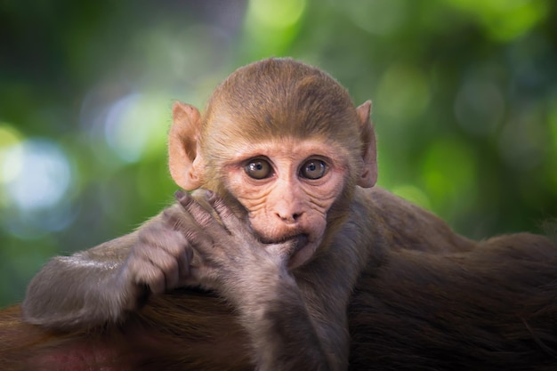 Os macacos Rhesus são primatas ou macacos marrons e também são conhecidos como Macaca ou Mullata