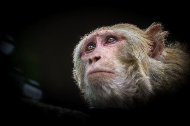 Os macacos Rhesus são primatas ou macacos marrons e também são conhecidos como Macaca ou Mullata