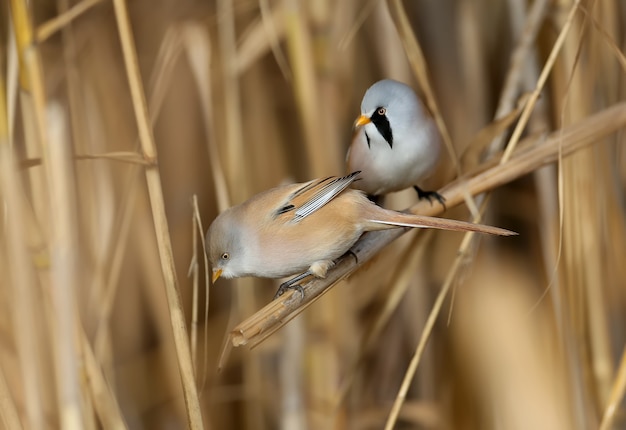 Os machos e as fêmeas do junco barbudo (Panurus biarmicus) são solitários e em grupos empoleiram-se em talos de junco na luz suave da manhã. Close-up e fotos detalhadas de um ângulo incomum