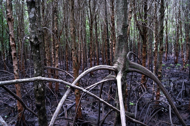 Os manguezais no lago, raízes floresta de mangue na floresta tropical.