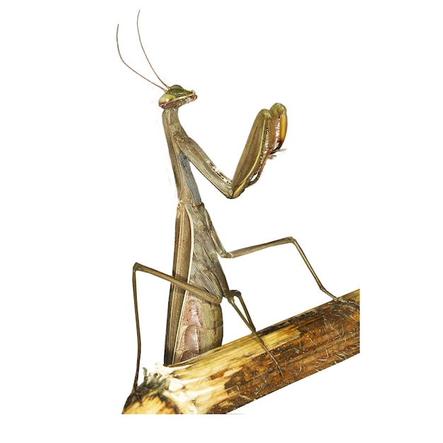 Foto os mantis orantes são altamente predadores e se alimentam de uma variedade de insetos, incluindo mariposas, grilos