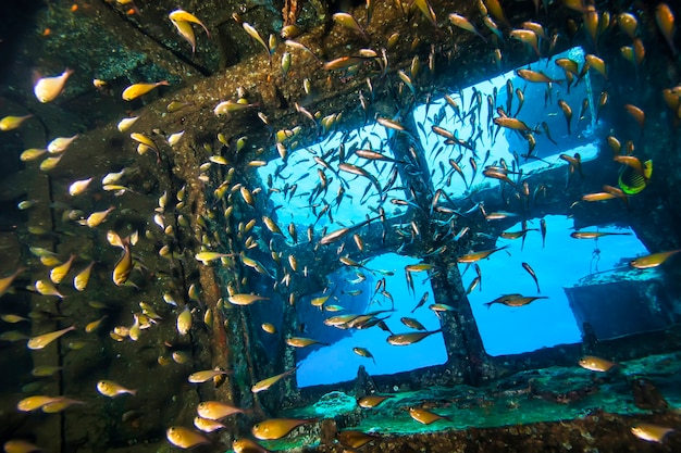 Os mergulhadores exploram navios naufragados no fundo do mar. Vida marinha subaquática no oceano azul. Mundo animal de observação. Aventura de mergulho no Mar Vermelho, costa da África