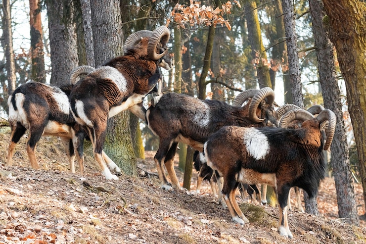 Foto os muflões na floresta na estação de inverno ovis orientalis