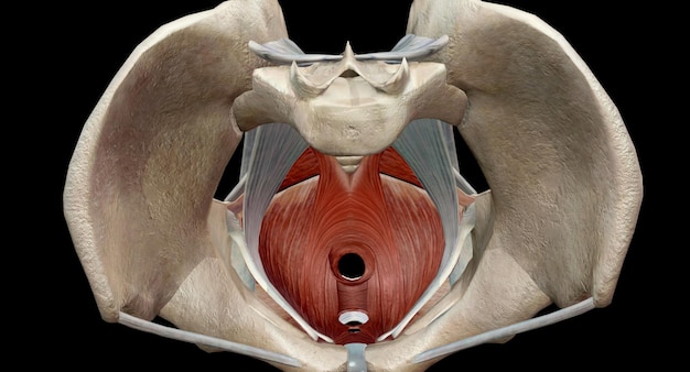 Foto os músculos do chão pélvico estão localizados entre o osso caudal e o osso púbico dentro da pélvis
