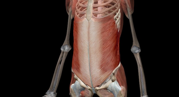 Foto os músculos do núcleo são os músculos profundos do abdômen e das costas que se ligam à coluna vertebral ou à pélvis
