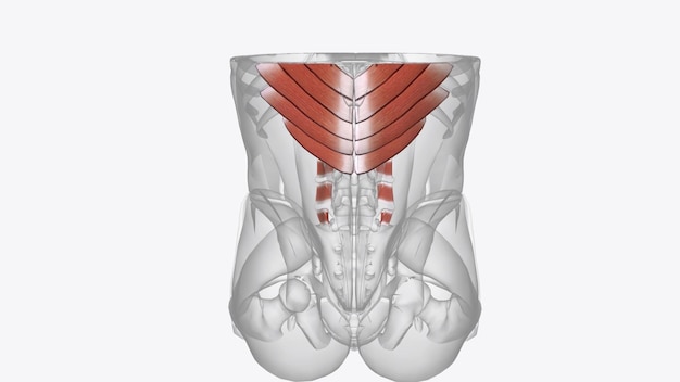 Foto os músculos extrínsecos incluem o trapézio latissimus dorsi romboide maior e menor levator scapulae