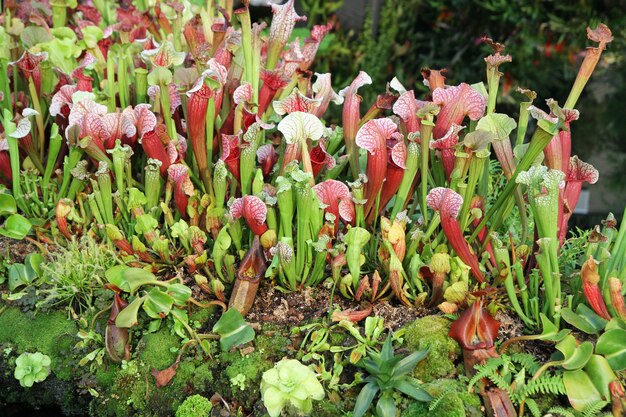 Foto os nepenthes, plantas tropicais e copos de macaco