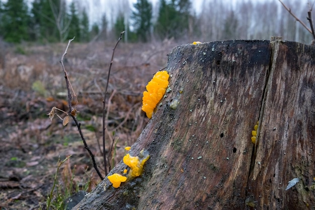 Os nomes comuns de Tremella mesenterica incluem cérebro amarelo geléia de ouro fungo tremor amarelo e manteiga de bruxa