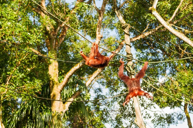 Os orangotangos jovens escalam as cordas entre as árvores. Cingapura.