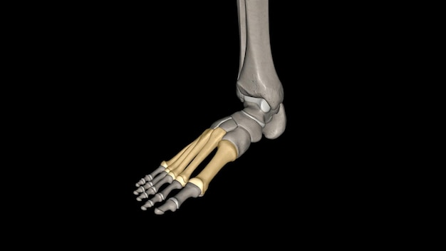 Os ossos metatarsais são os ossos do dianteiro do pé que conectam os aspectos distais do cuneiforme
