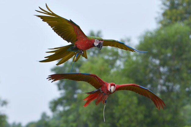 Foto os papagaios araras voam livremente no céu