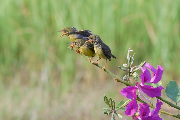 Foto os pássaros-sol com costas de oliveira alimentam os seus filhotes