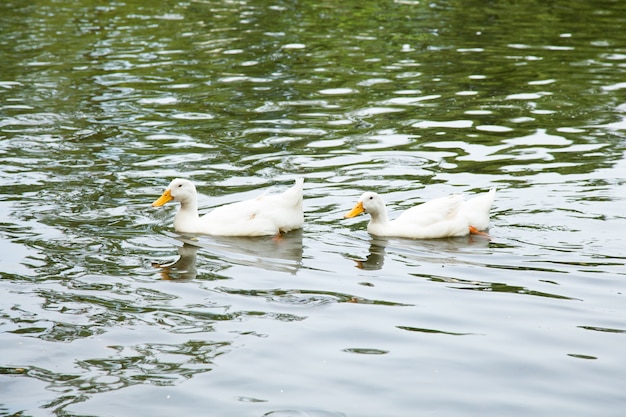 Os patos estão nadando na água.