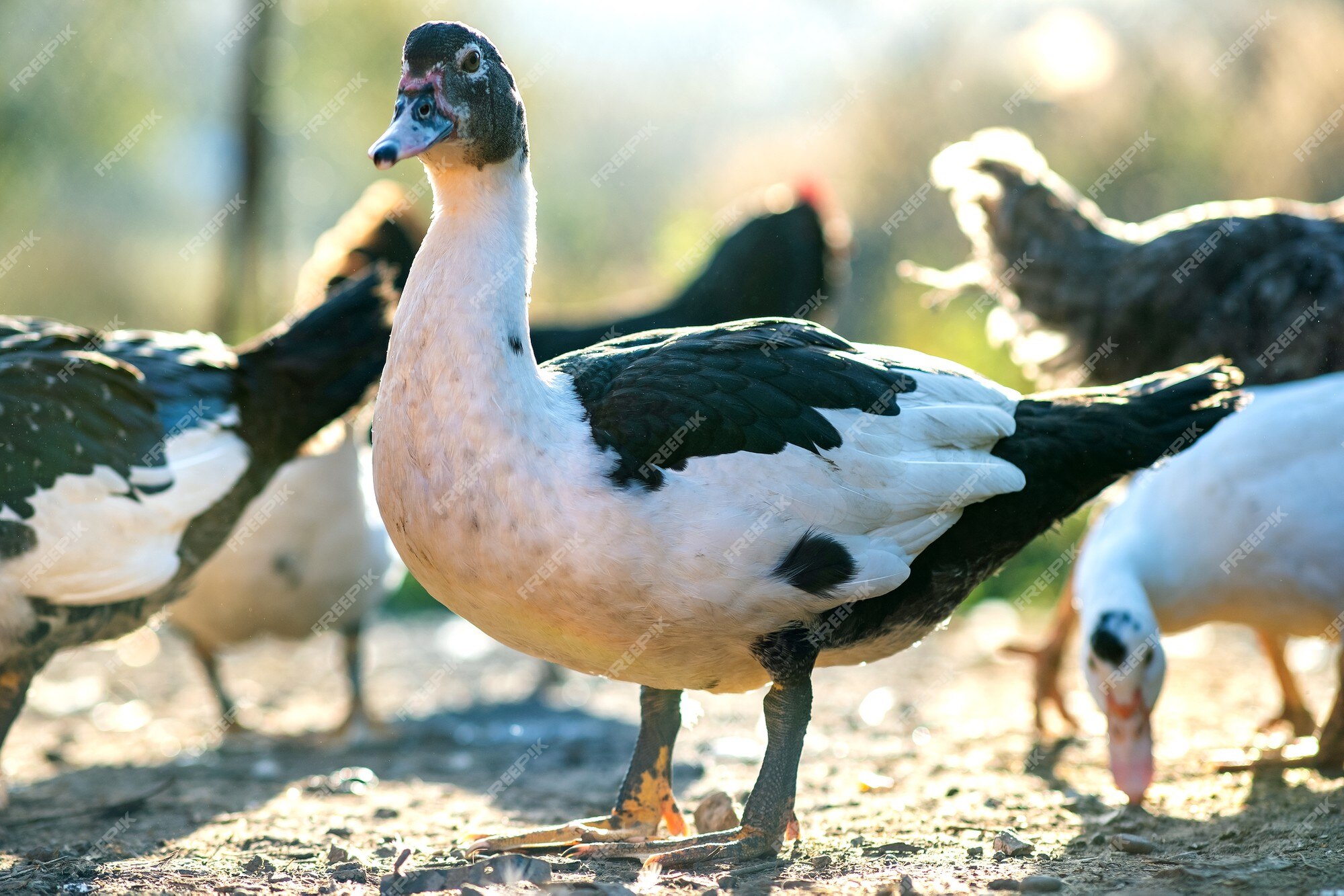 Os Patos