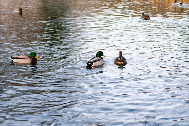 Os patos selvagens nadam no rio do inverno, um canto da natureza selvagem. Época de primavera do ano