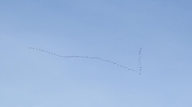 Foto os patos voam num dia de primavera