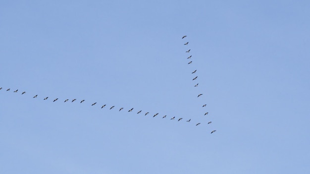 Os patos voam num dia de primavera