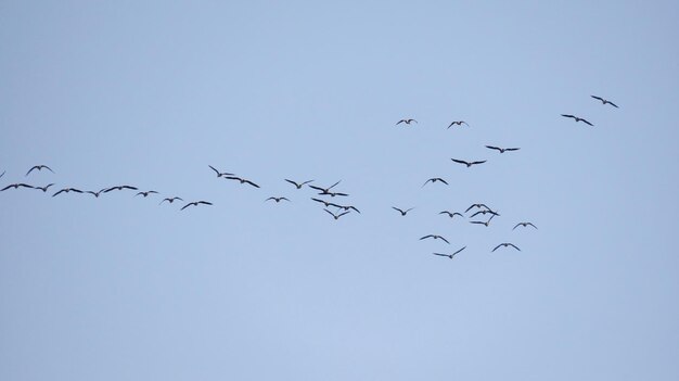 Os patos voam num dia de primavera