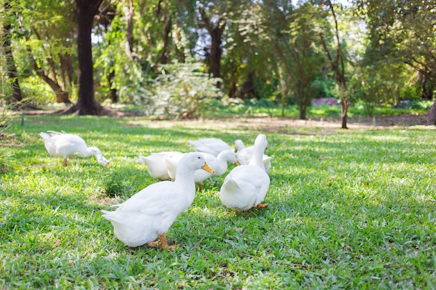 Os patos Yi-Liang têm a cor branca e os ornitorrincos amarelos estão caminhando no jardim verde.