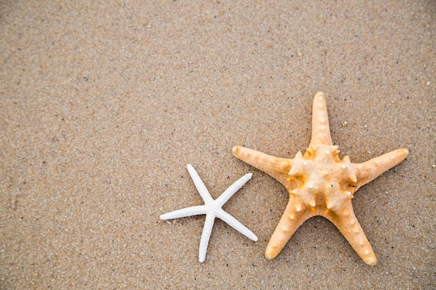 Os peixes estrela puxam na praia para adicionar seu texto e imagem.