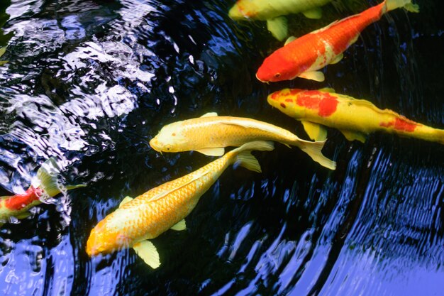 Foto os peixes extravagantes coloridos da carpa ou os peixes do koi estão nadando. natação de koi fish na lagoa.