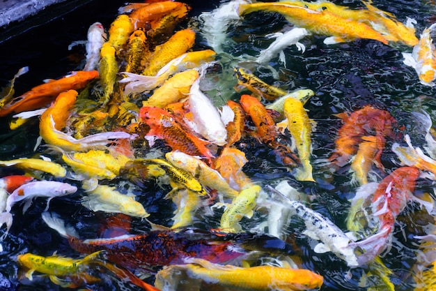 Os peixes extravagantes coloridos da carpa ou os peixes do koi estão nadando. Natação de Koi Fish na lagoa.