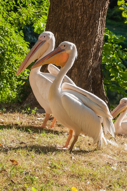 Os pelicanos se aquecem ao sol de perto