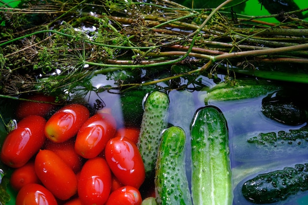 Os pepinos, tomates e endro estão prontos para decapagem depois de colhidos