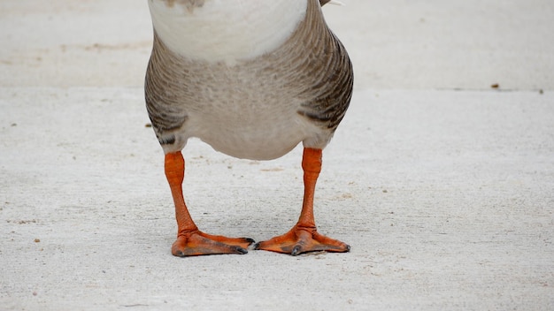 Foto os pés de um ganso