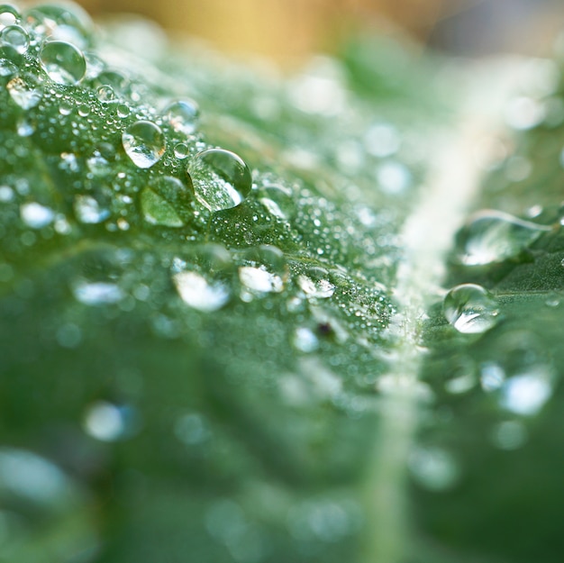 os pingos de chuva na planta verde no jardim no natur