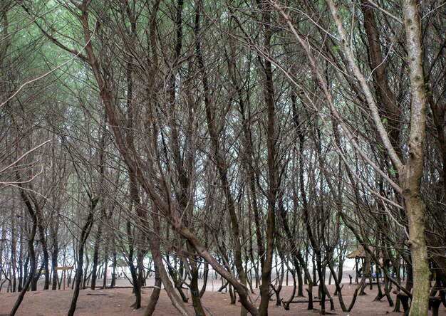 Os pinheiros Casuarina junghuhniana na praia de Parangtritis Yogyakarta Indonésia