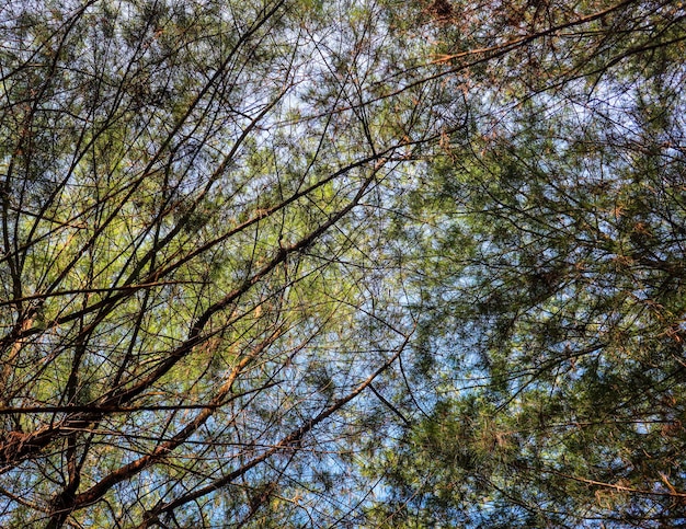 Os pinheiros Pohon Cemara são árvores resinosas coníferas perenes