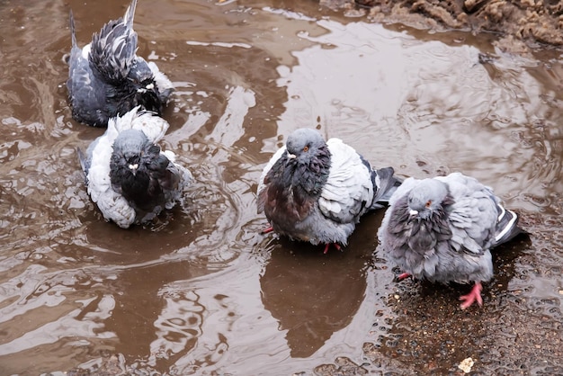 Os pombos banham-se em uma poça no inverno