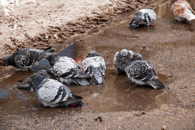 Os pombos banham-se em uma poça no inverno