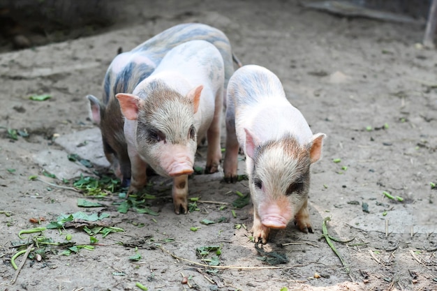 Os porcos vão comer. leitão esperando ração na fazenda. porquinhos brincando ao ar livre