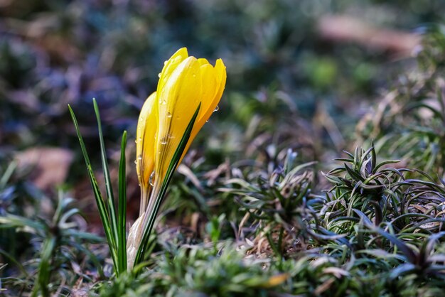 Os primeiros açafrões amarelos com gotas de chuva no jardim da primavera