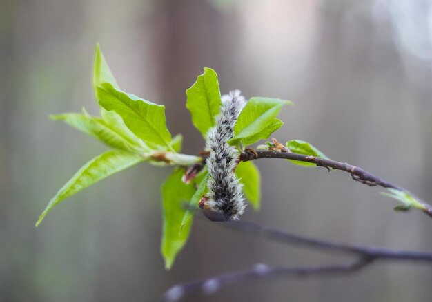 Os primeiros botões verdes da primavera e folhas em galhos de árvores.