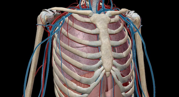 Foto os pulmões estão localizados em ambos os lados do esterno na cavidade torácica e são divididos em cinco seções principais