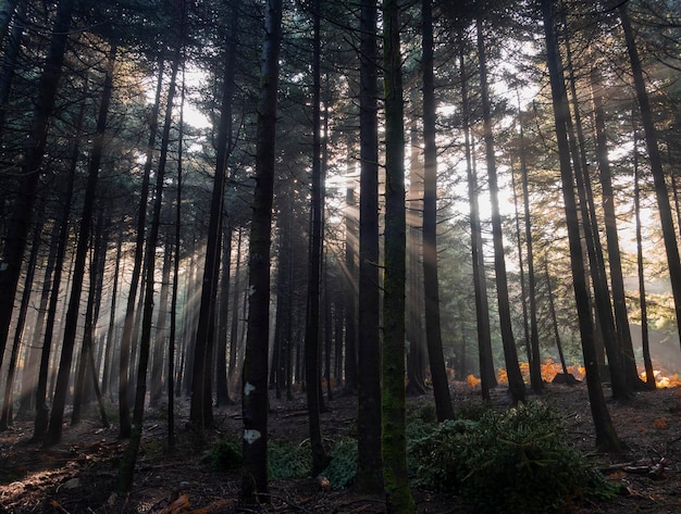 Os raios do sol através dos troncos dos pinheiros na floresta nas montanhas de Dirfys, na Grécia