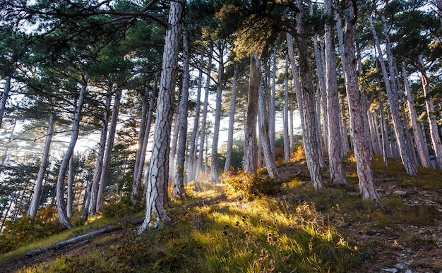 Os raios do sol atravessam as árvores na floresta de outono nas montanhas