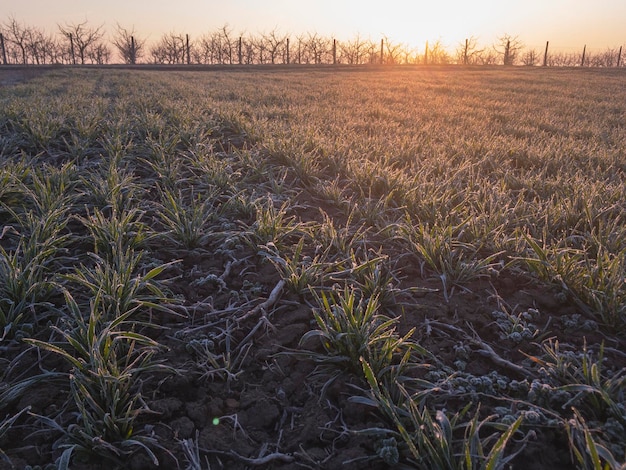 Os raios do sol da manhã sobre o campo de colheitas de trigo de inverno coberto de geada gelada