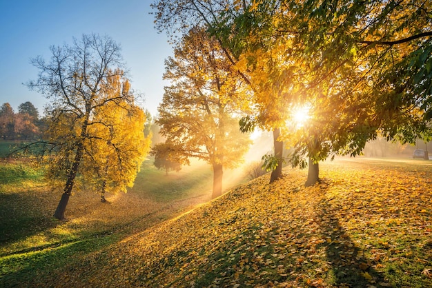 Os raios do sol de outono passando por árvores douradas em uma ravina no parque Tsaritsyno em Moscou