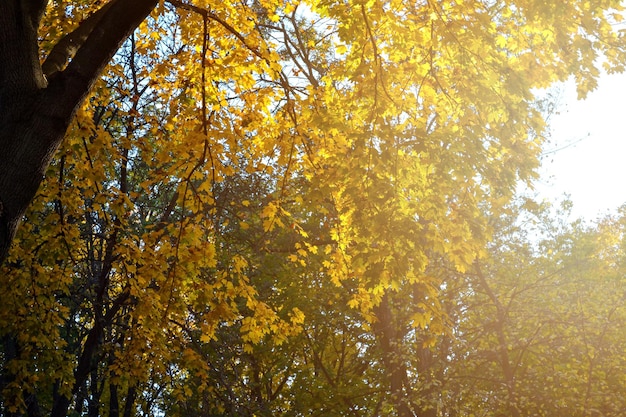 Os raios do sol poente iluminam as folhas de bordo amarelas no parque da cidade