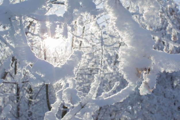 Os ramos das árvores são floresta de inverno coberto de neve