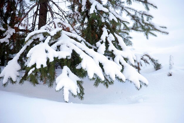 Os ramos de abeto cobertos de neve