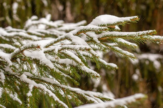 Os ramos de abeto na floresta estão cobertos de neve fresca.