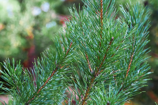 Os ramos de pinho verde close-up.